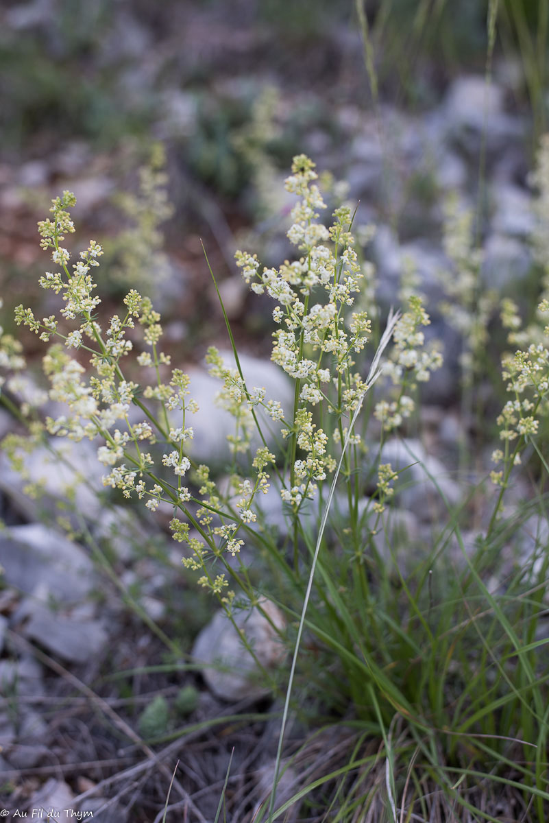 Photographie Plante